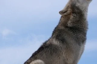 gray wolf
