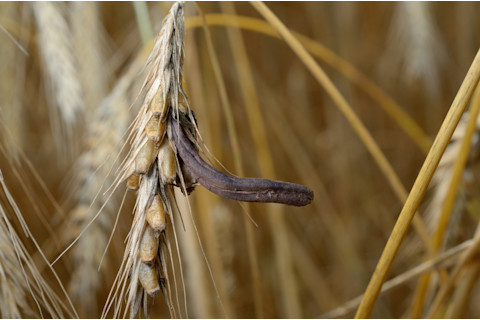 Rye with ergot fungus