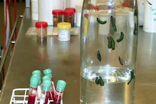 leeches
