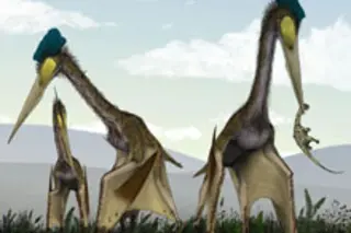 pterosaurs flying lizards