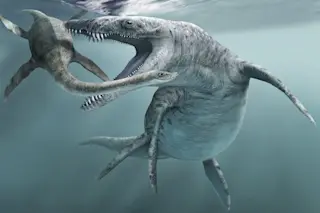 fossil-forage