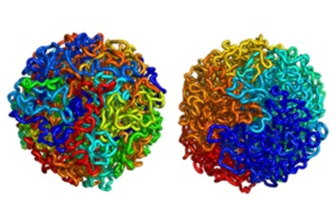 dna