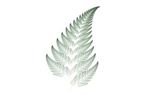 fern