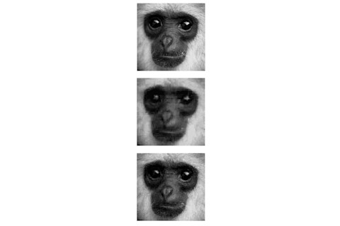 Fractal compression