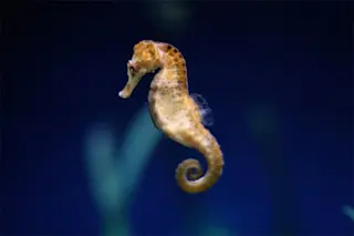 SeaHorse