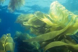 kelp