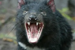 tasmanian-devil