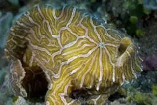psychedelic fish