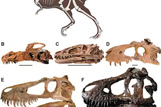 TRex
