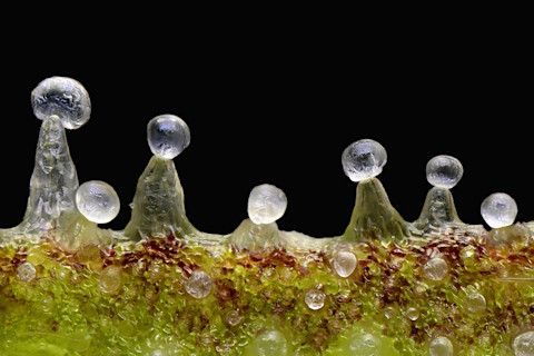 trichomes