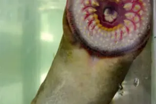 lamprey