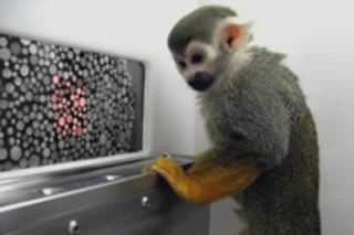 color-blind-monkey