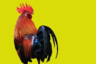 rooster