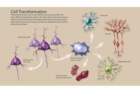 cell transformation