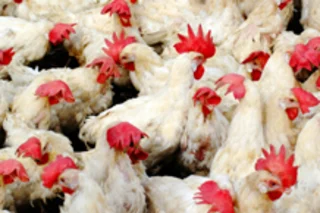 chickens market