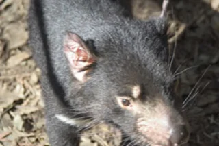Tasmanian devil
