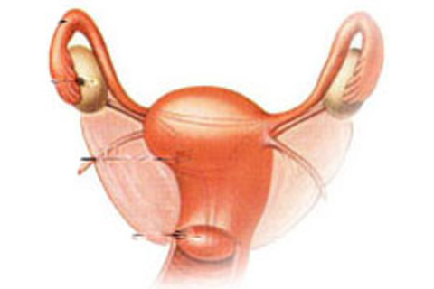 Ovary.jpg