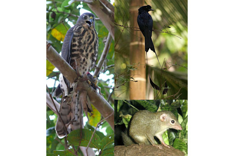 Hawk_drongo_treeshrew.jpg