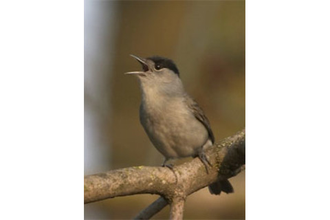 Blackcap.jpg