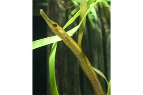 Pipefish.jpg