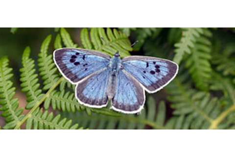 Large-blue-butterfly.jpg