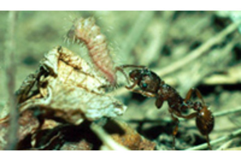 Ant_large_blue_butterfly.jpg