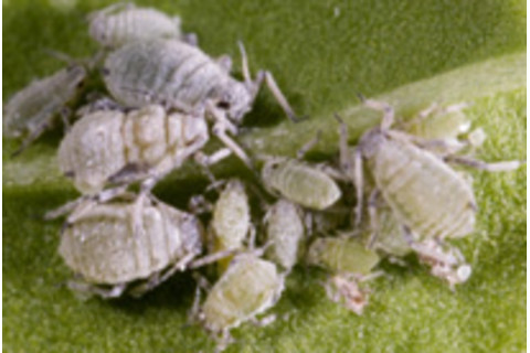 cabbage_aphid_non_winged_ad.jpg
