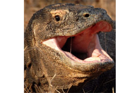 Komodo_dragons_are_venomous.jpg