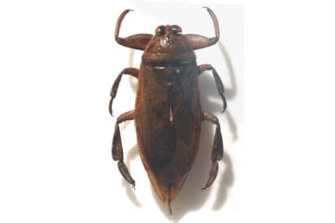 Giantwaterbug.jpg