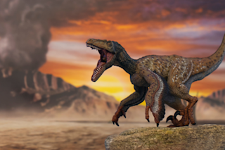 What dinosaurs looked like: An illustration of a feathered dinosaur-velociraptor
