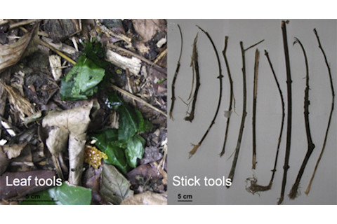 Leaftools_sticktools.jpg