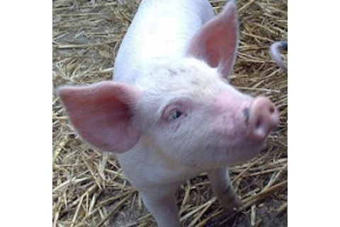 piglet.jpg