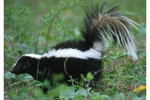 6e962-stripedskunk.jpg