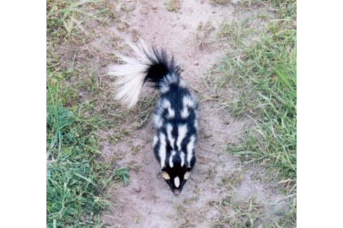 8f5e7-spottedskunk.jpg
