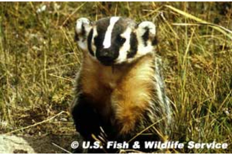 e9d82-badger.jpg