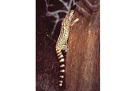 a9c71-genet.jpg