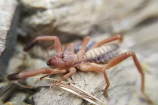 A camel spider is an arachnid, not a spider. This camel spider looks tan in color and has eight legs