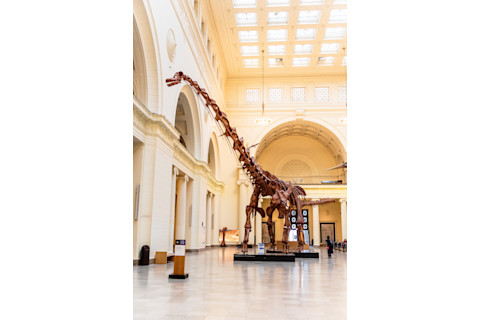 Titanosaur skeleton, Field Natural History Museum in Chicago