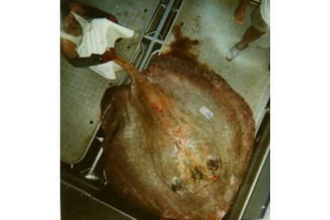 himantura220.jpg