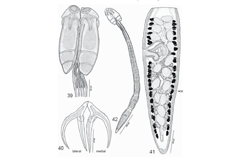 zimmeri-anatomy.jpg