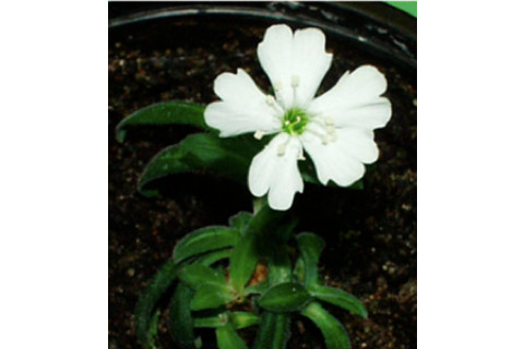 381d5-modernflower.jpg