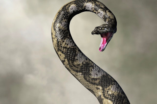 Titanoboa snake coming out of the water Titanoboa snake coming out of the water