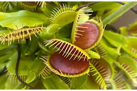 Venus flytrap close up