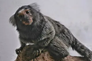 marmoset.jpg