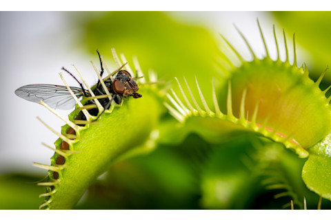 A fly inside the trap of dionaea muscipula
