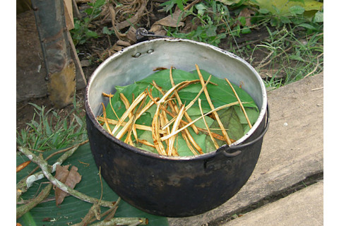 Ayahuasca_prep.jpg