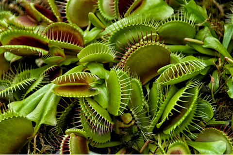 Group of Venus flytrap plants