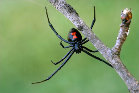 black widow spider