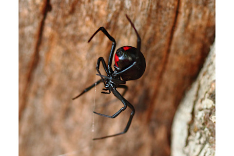 black widow spider on log