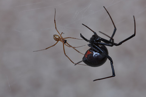 black widow spiders mating